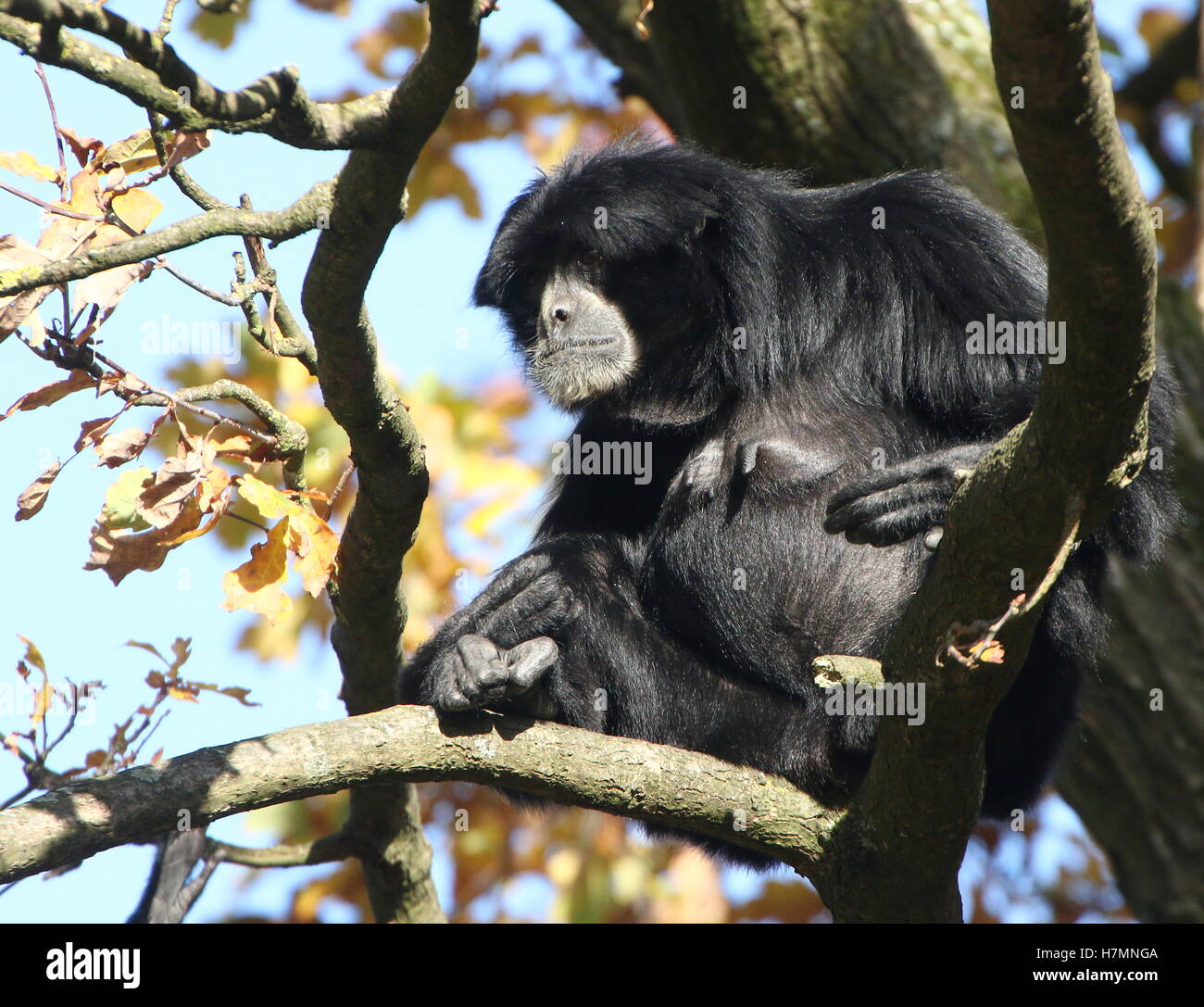 Reife Frauen Southeast Asian Siamang Gibbon (Symphalangus Syndactylus, auch Hylobates Syndactylus) Stockfoto