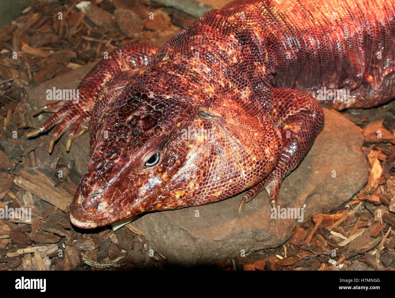 Argentinische Rieseneidechse rote Teju (Tupinambis saniert, Salvator saniert) Stockfoto