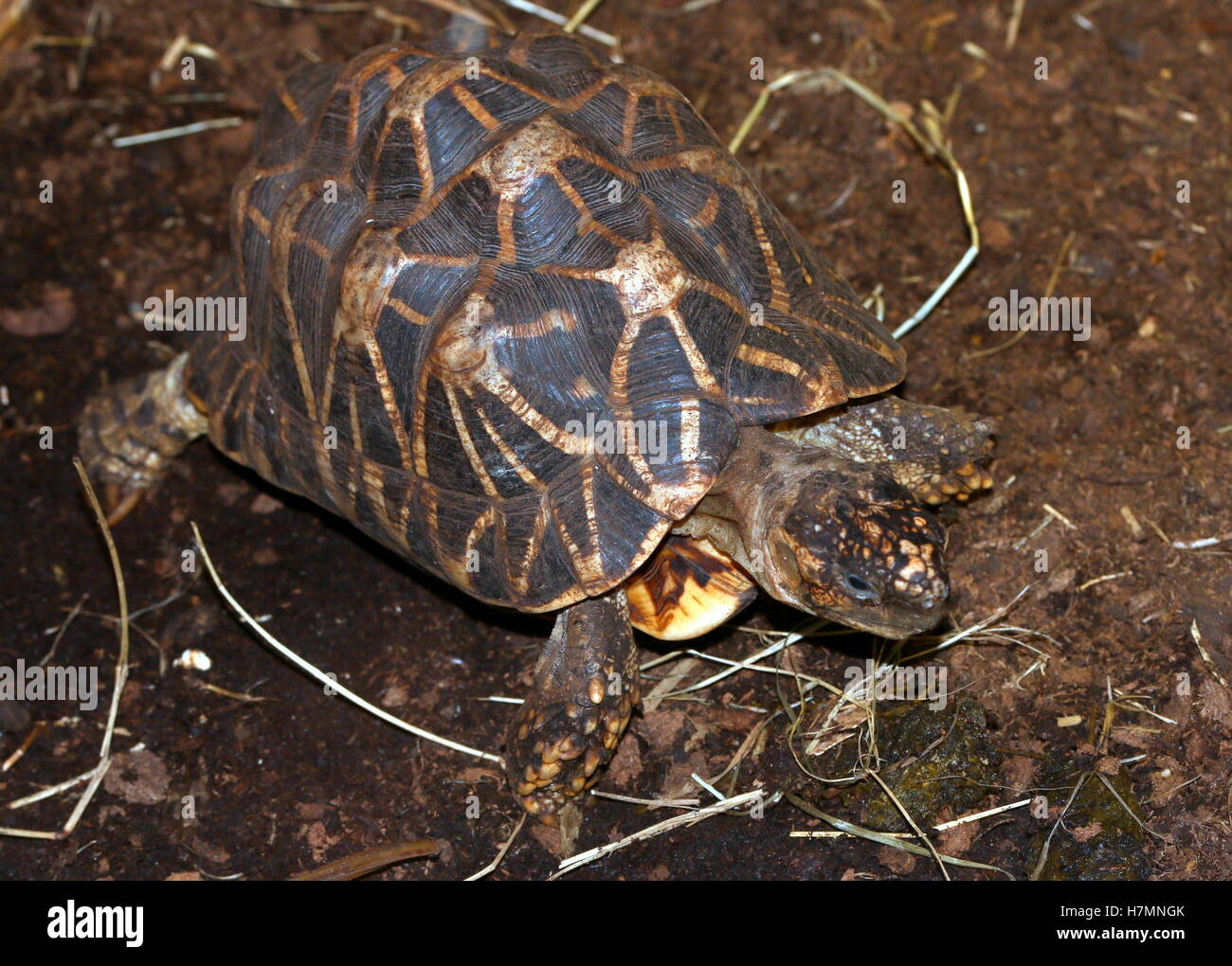Indische Sterne Schildkröte (Geochelone Elegans) Stockfoto