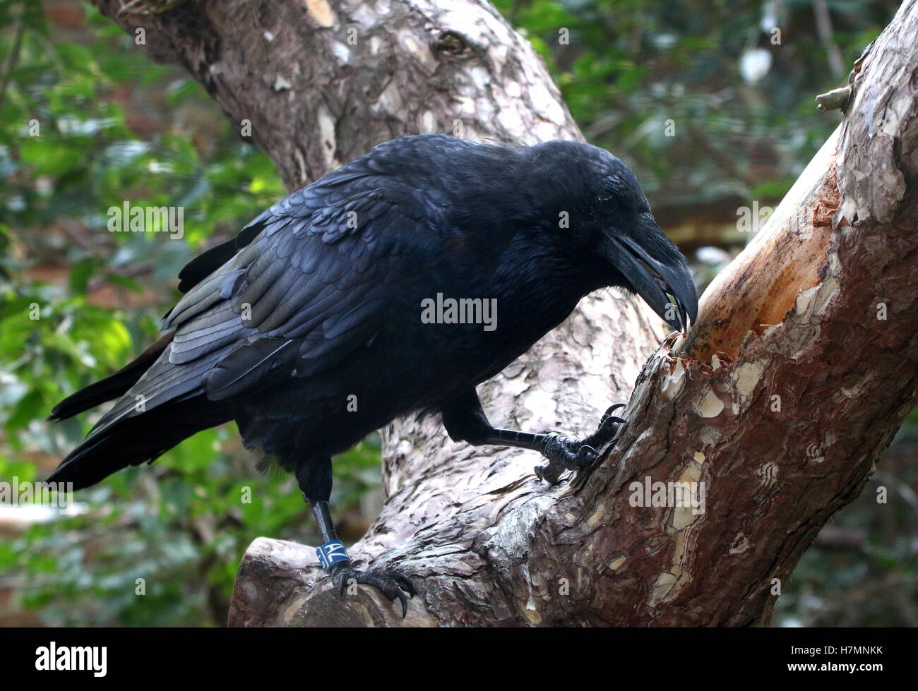 Eurasische Raven (Corvus Corax) in einem Baum Stockfoto