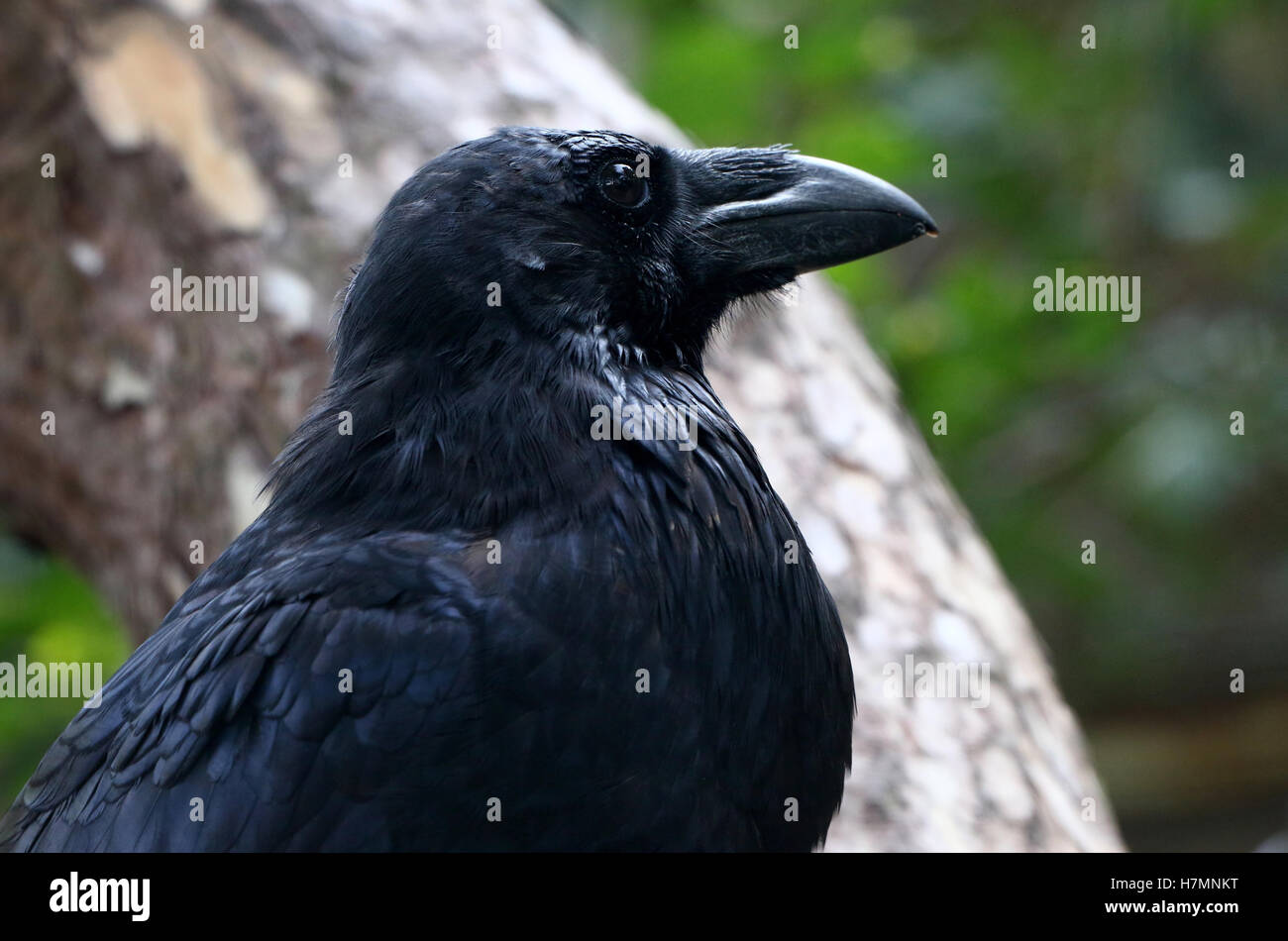 Nahaufnahme des Kopfes eine Reife eurasischen Raven (Corvus Corax), im Profil gesehen Stockfoto