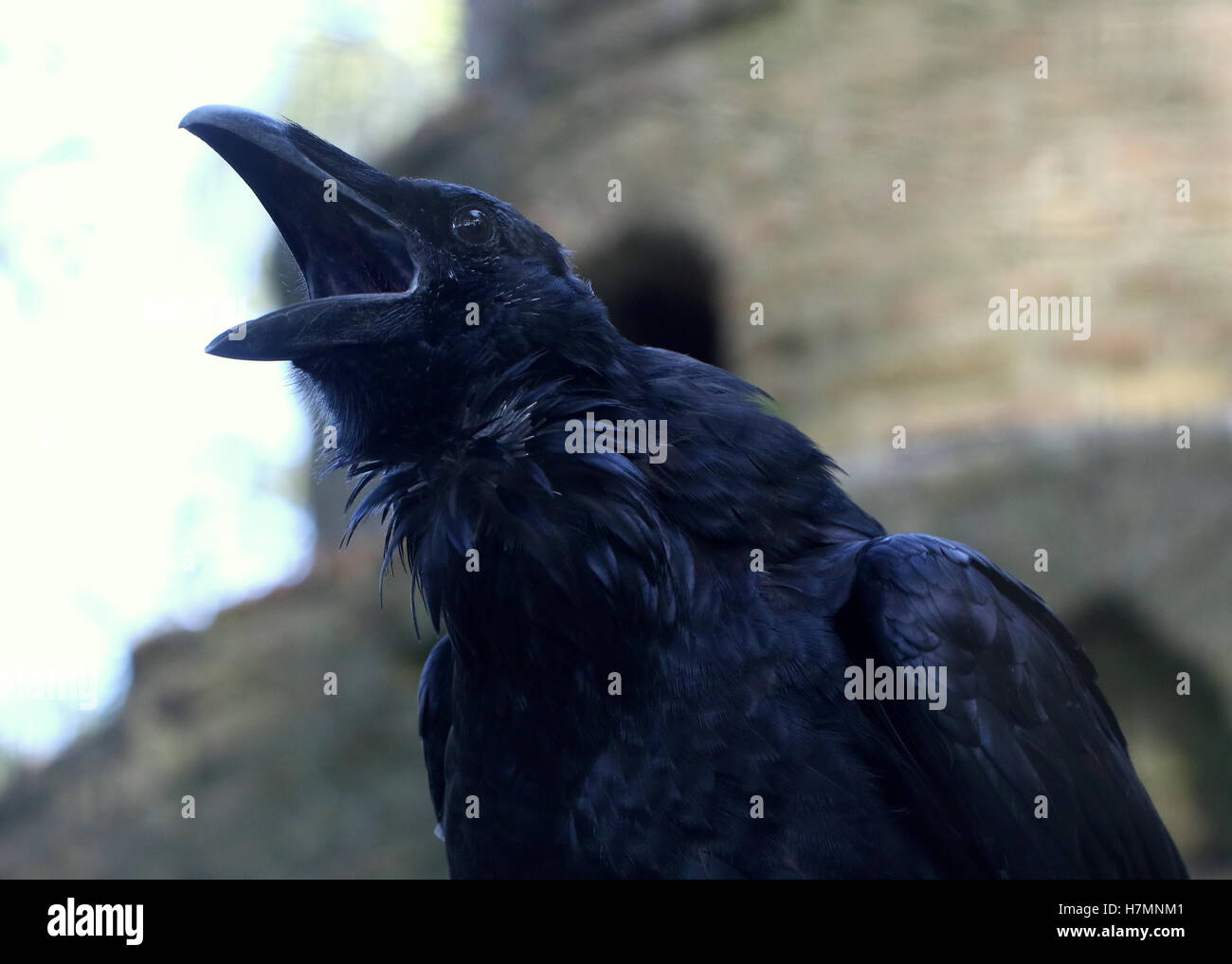 Nahaufnahme des Kopfes von einem krächzenden Reife eurasischen Raven (Corvus Corax) Stockfoto