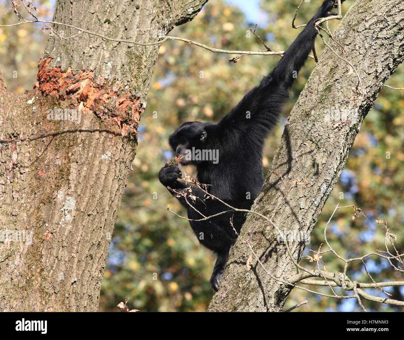 Gibbon Southeast Asian Siamang (Symphalangus Syndactylus, auch Hylobates Syndactylus) in einem Baum Rinde Essen Stockfoto