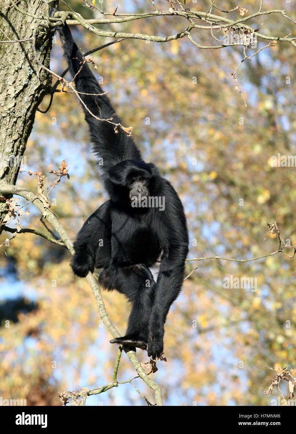 Ältere männliche Southeast Asian Siamang Gibbon hoch oben in einem Baum (Symphalangus Syndactylus, auch Hylobates Syndactylus) Stockfoto