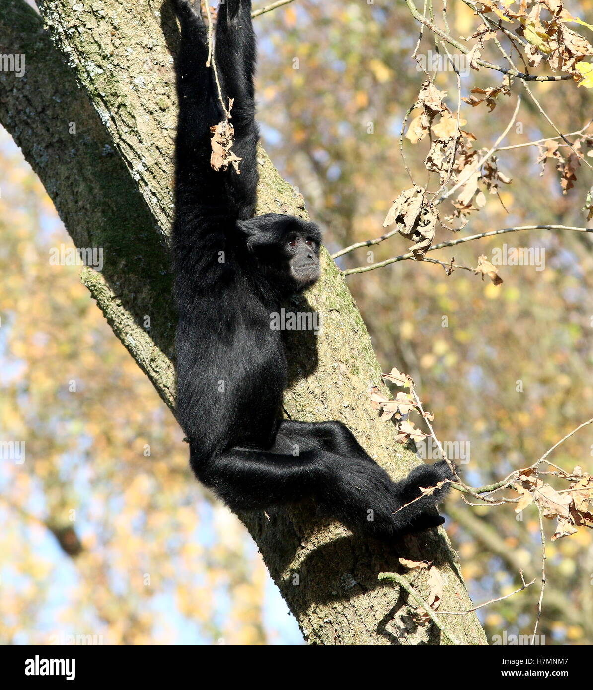 Ältere männliche Southeast Asian Siamang Gibbon hoch oben in einem Baum (Symphalangus Syndactylus, auch Hylobates Syndactylus) Stockfoto