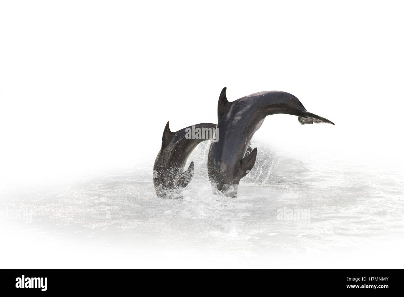 zwei Delfine springen Stockfoto
