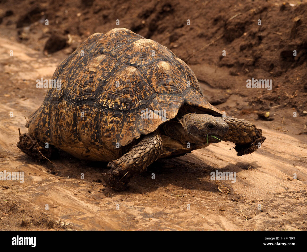 Pantherschildkröte (Stigmochelys Pardalis) marschieren im Flussbett Laikipia District Kenia Afrika mit verdichtetem Lehm auf schuppigen Vorderbeine kauen Rasen Stockfoto