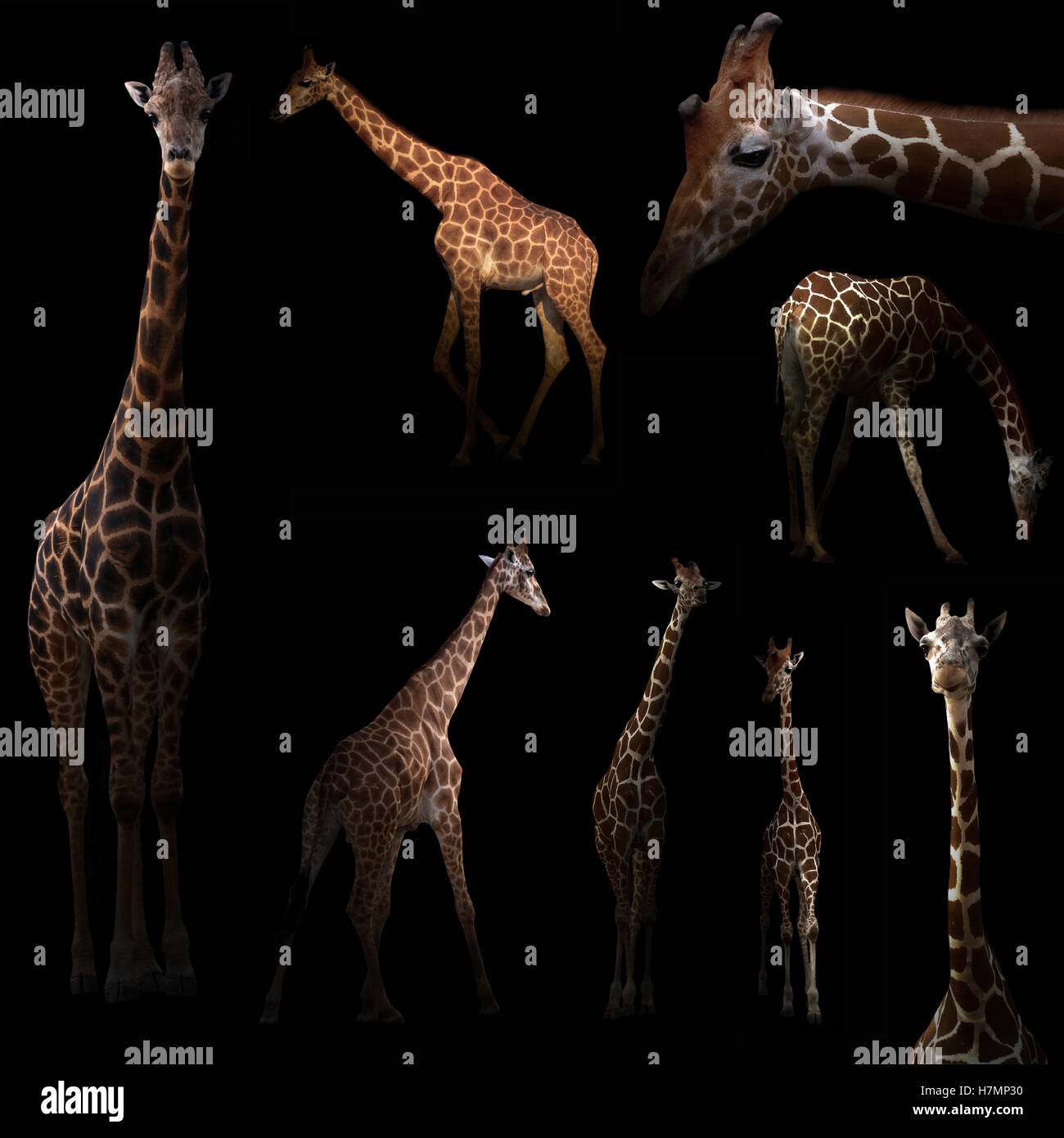 Giraffe versteckt in der Dunkelheit mit spotlight Stockfoto