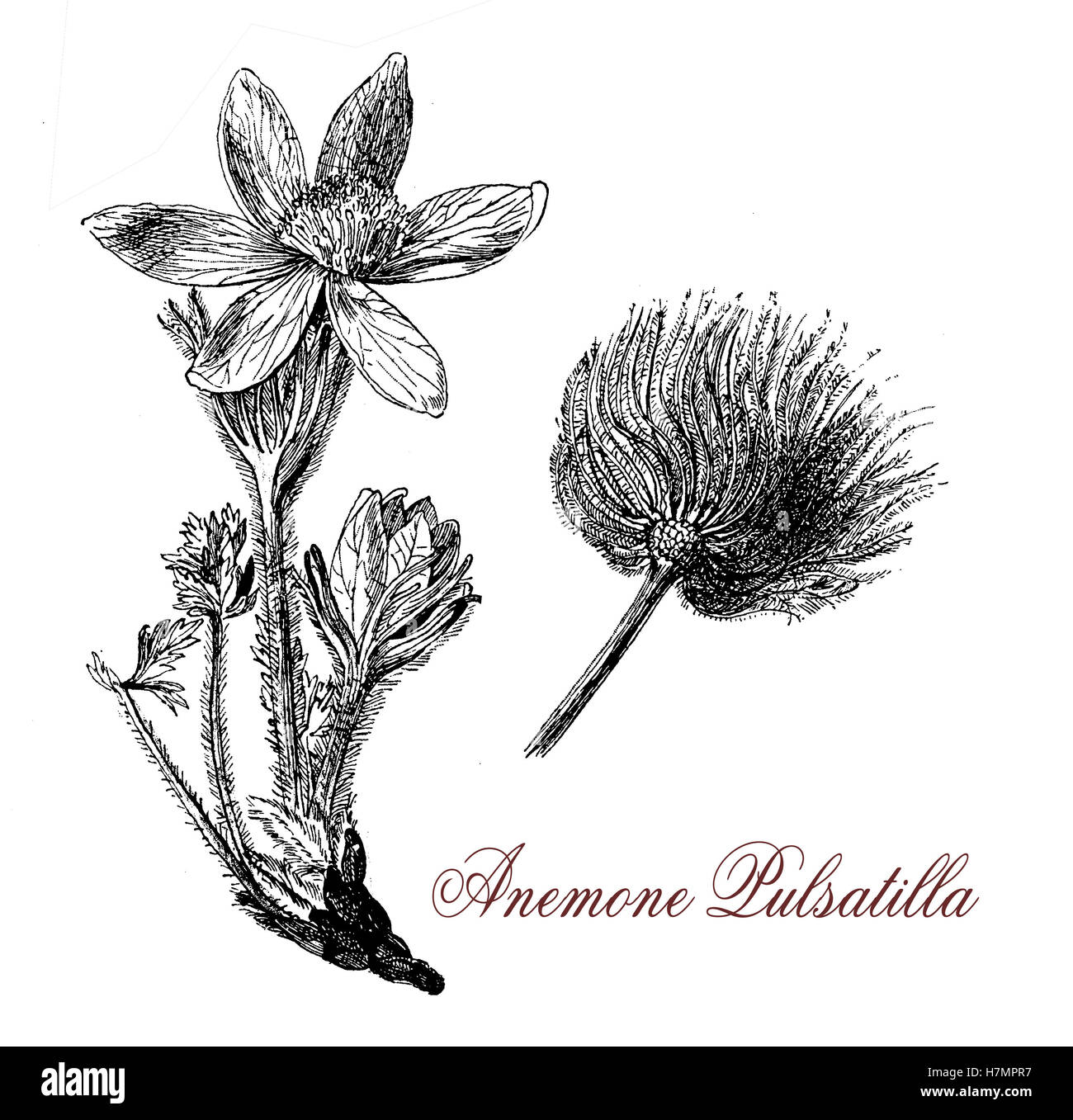 Pulsatilla Vulgaris oder Pasque Blume ist eine blühende Pflanze mit behaarten Blätter und mit lila Blüten, gefolgt von seidig Samenköpfe dauerhaft viele Monate Stockfoto