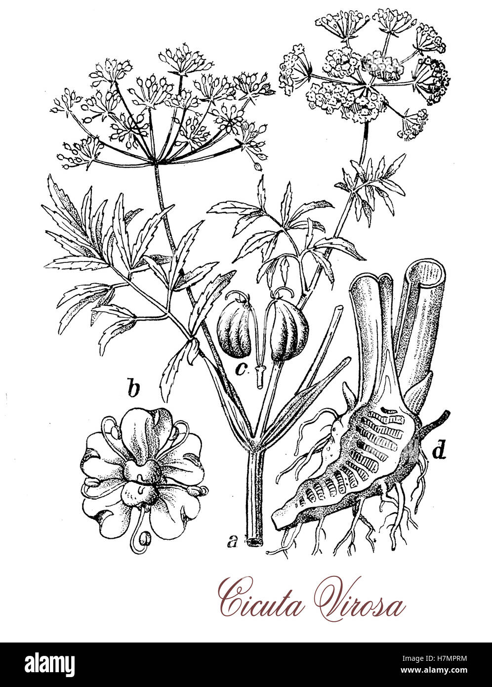 Cicuta ist eine mehrjährige krautige giftige Pflanze. Die Blätter sind tripinnate, die Blüten weiß in gruppierten kleinen Regenschirm. Als Staat vergiften im antiken Griechenland verwendet als Methode der Todesstrafe. Stockfoto