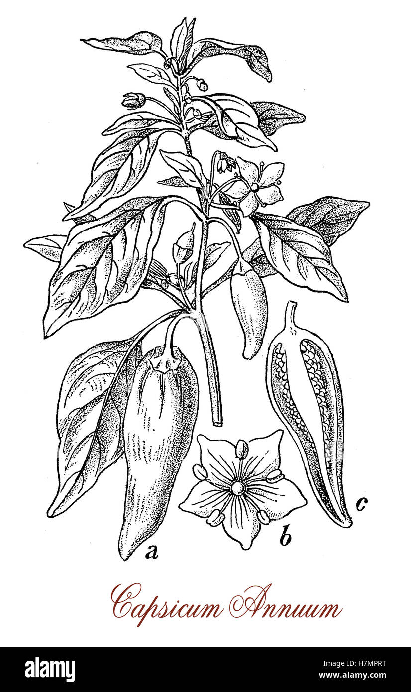 Capsicum Annuum ist eine Pflanze, die ursprünglich aus Nord- und Südamerika, die ausgiebig in einer Vielzahl von Formen und Größe der Paprika mild und heiß aus Paprika, Chilischoten angebaut. Blüten sind weiß, die Früchte sind Beeren grün, gelb oder rot, wenn reif werden können. Quelle von Paprika und heißen Chilis. Es wird auch als Zierpflanze verwendet. Stockfoto