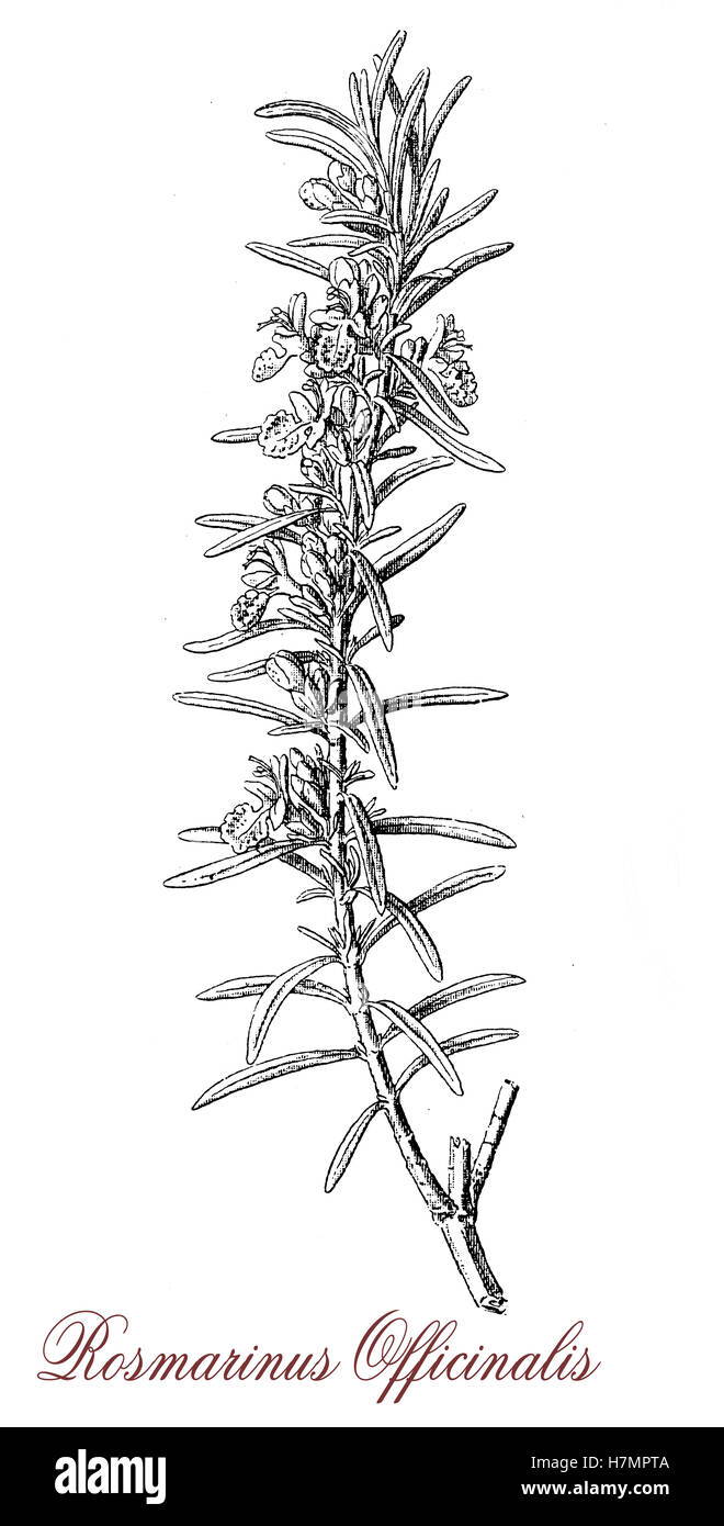 Rosmarin ist eine mehrjährige Pflanze mit Nadel wie duftende Blätter und rosa oder violetten oder blauen Blüten aus Mittelmeer-Raum. Die Nadeln werden verwendet, um Aroma Essen und gebratenes Fleisch. Es wird auch als Zierpflanze im Garten und Landschaftsbau kultiviert. Stockfoto