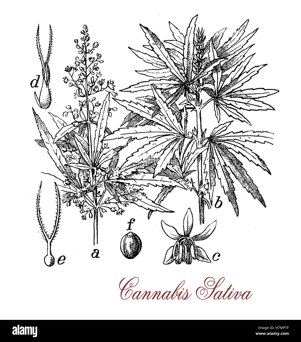 Vintage Print von Cannabis Sativa krautige Pflanze botanischen Morphologie: jeder Teil der Pflanze wird anders geerntet, die Samen für Hanföl oder Vogel füttern, Blumen für Cannabinoide Freizeit- und medizinischen Zwecken verbraucht Stockfoto