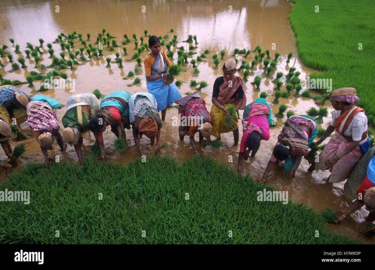 Indien Karnataka, Moodbidri, Reisanbau, Frauen bepflanzen Reis Sämlinge vom Kindergarten zum Feld Stockfoto