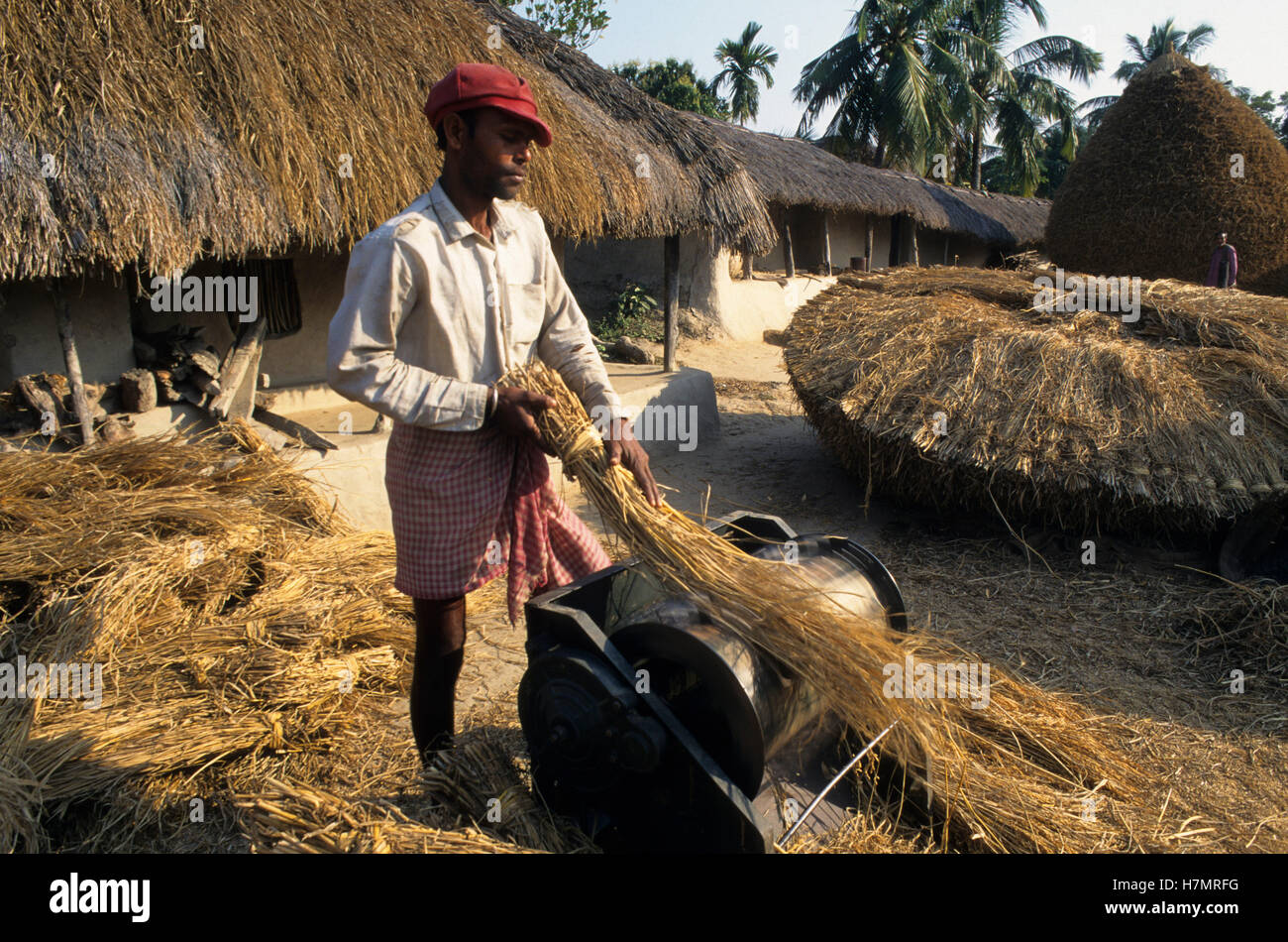 Indien-West-Bengalen, Reisanbau, wegwerfen mit Mann angetriebene Fahrrad wie Maschine Stockfoto