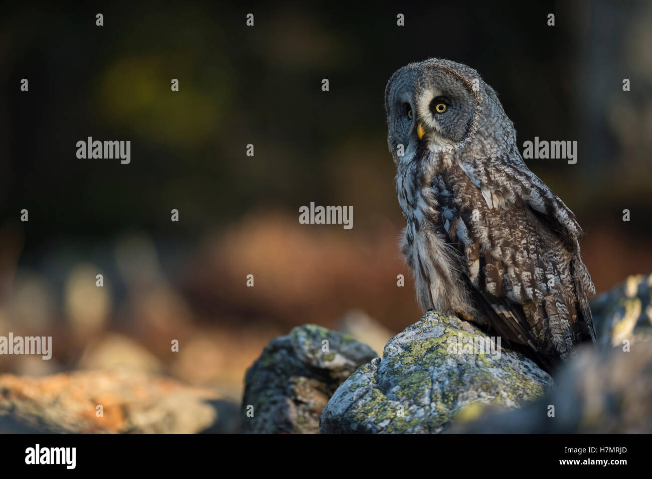 Großen grau-Eule (Strix Nebulosa), Erwachsene Raubvogel, typisch skandinavischen Eule, ersten Morgenlicht, schöne Umgebung. Stockfoto