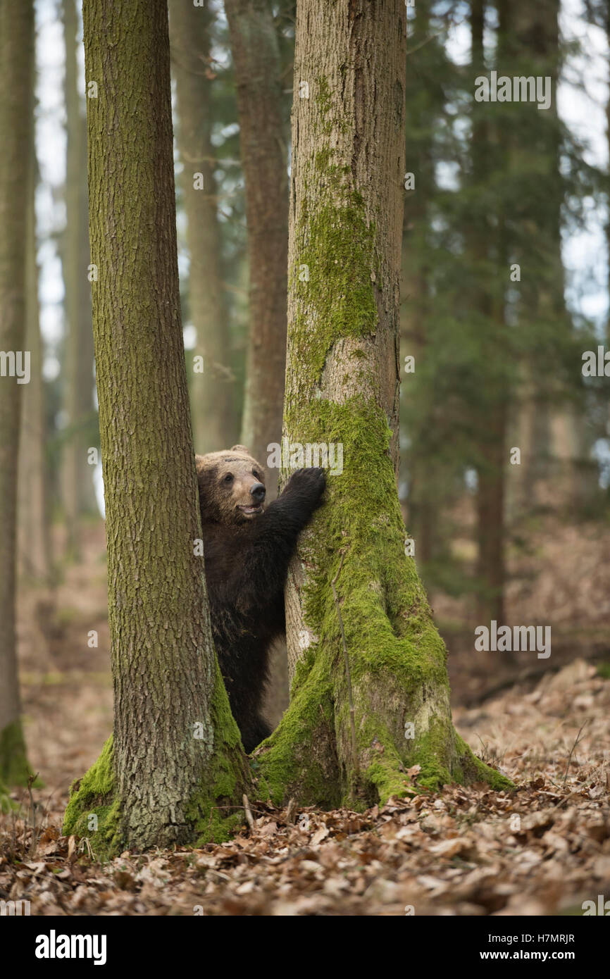 Europäischer Braunbär / Braunbaer (Ursus Arctos) junge verspielte Jungtier, stehend auf Hinterbeinen am Baum, sieht nett und lustig. Stockfoto
