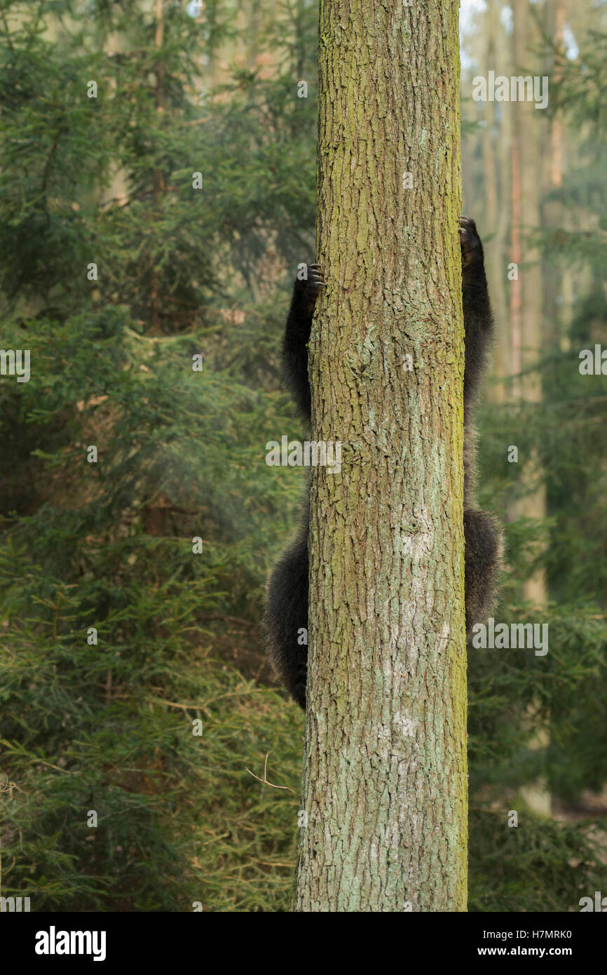 Europäischer Braunbär / Braunbaer (Ursus Arctos), junge verspielte Jungtier, Klettern auf einen Baum, lustige Gesichtspunkt, humorvoll. Stockfoto
