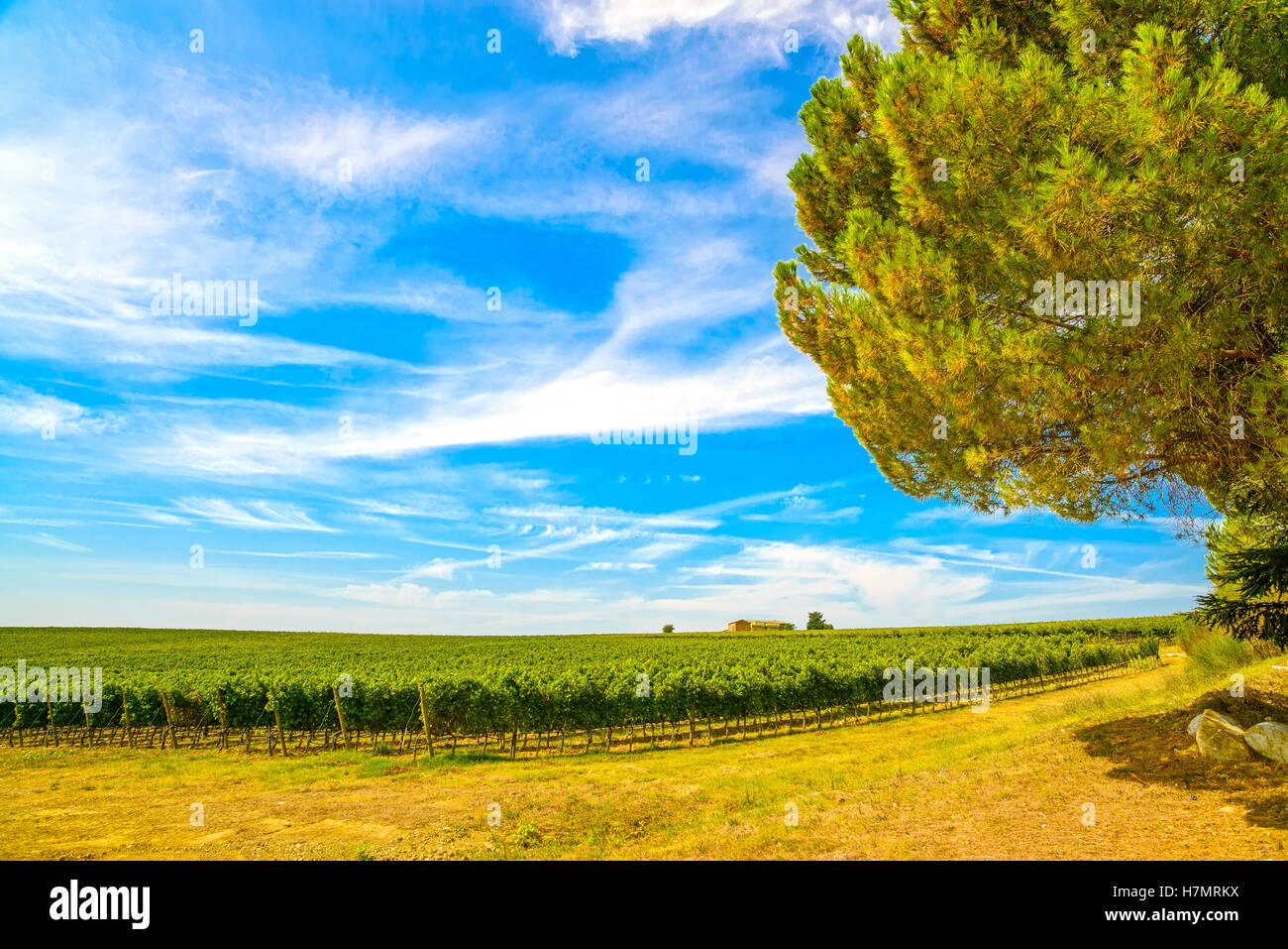 Chianti-Gebiet, Weinberg, Pinie und Bauernhof. Toskana, Italien, Europa. Stockfoto