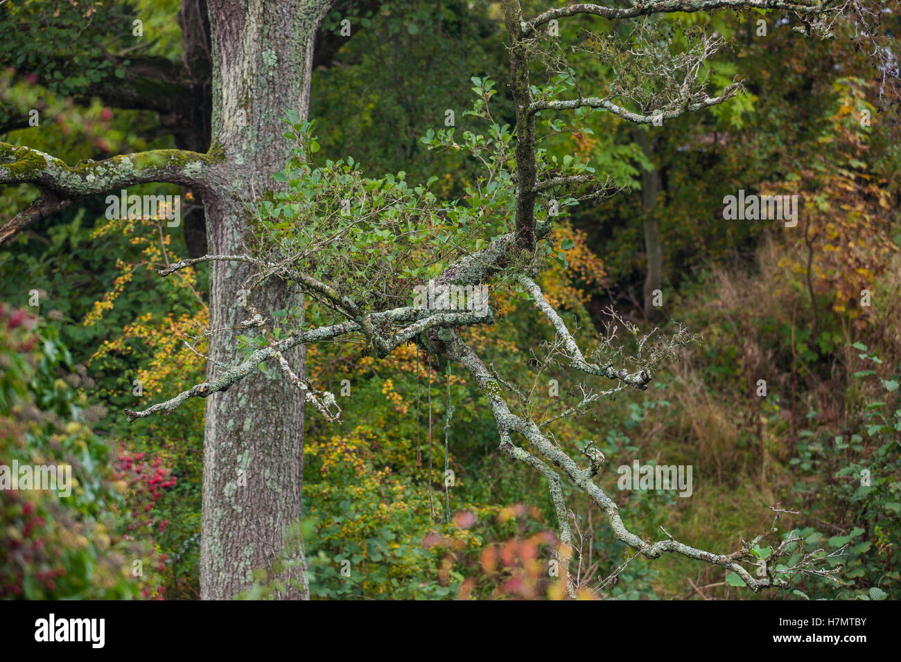 Baum im Herbst Stockfoto