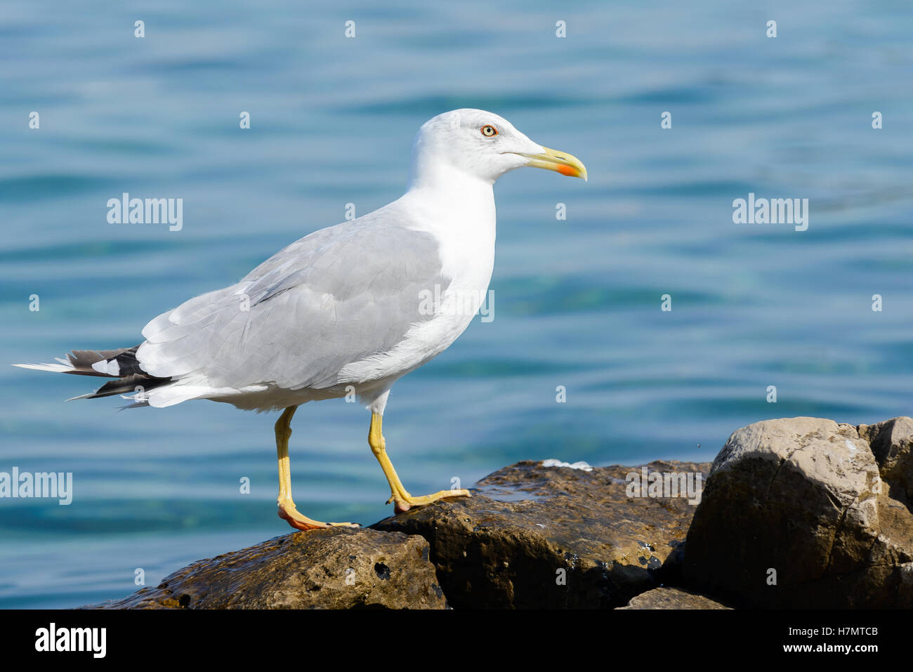 Außen Foto von Möwe Vogel Nahaufnahme Stockfoto