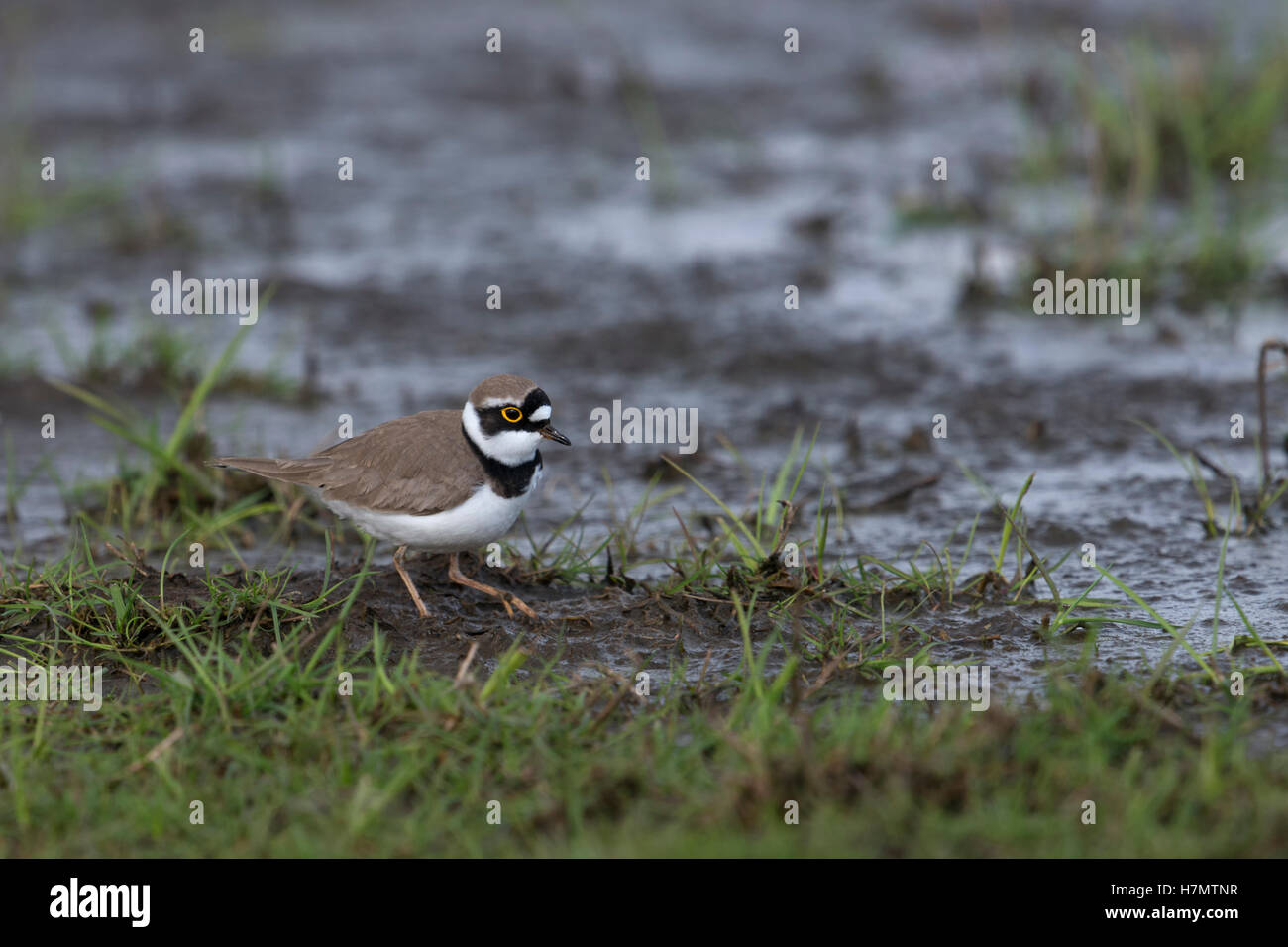 Flussregenpfeifer (Charadrius Dubius), Erwachsene in der Zucht Kleid, auf der Suche nach Nahrung, zu Fuß über die nassen Gelände, Wiese, Land. Stockfoto