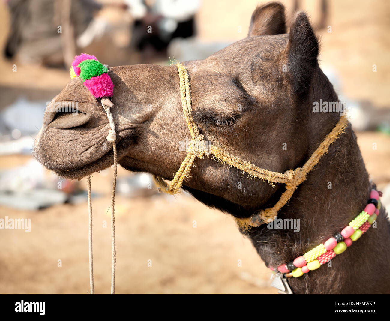 Kamel auf der Pushkar Messe dekoriert. Rajasthan, Indien, Asien Stockfoto