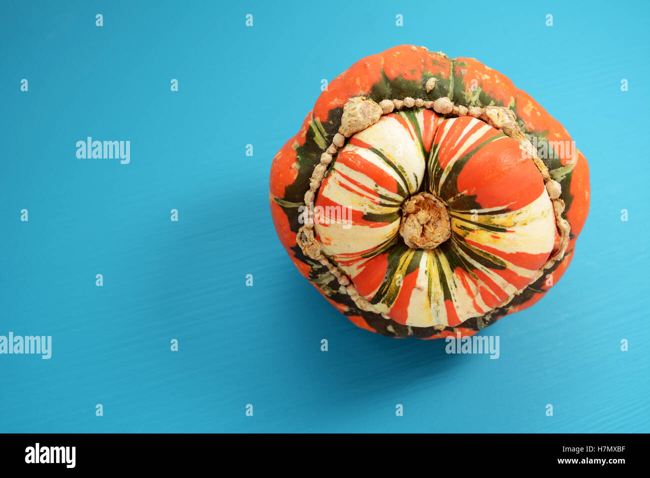 Orange, weiß und grün Türken Turban Squash auf einem hellen blau lackierten hölzernen Hintergrund mit Textfreiraum Stockfoto