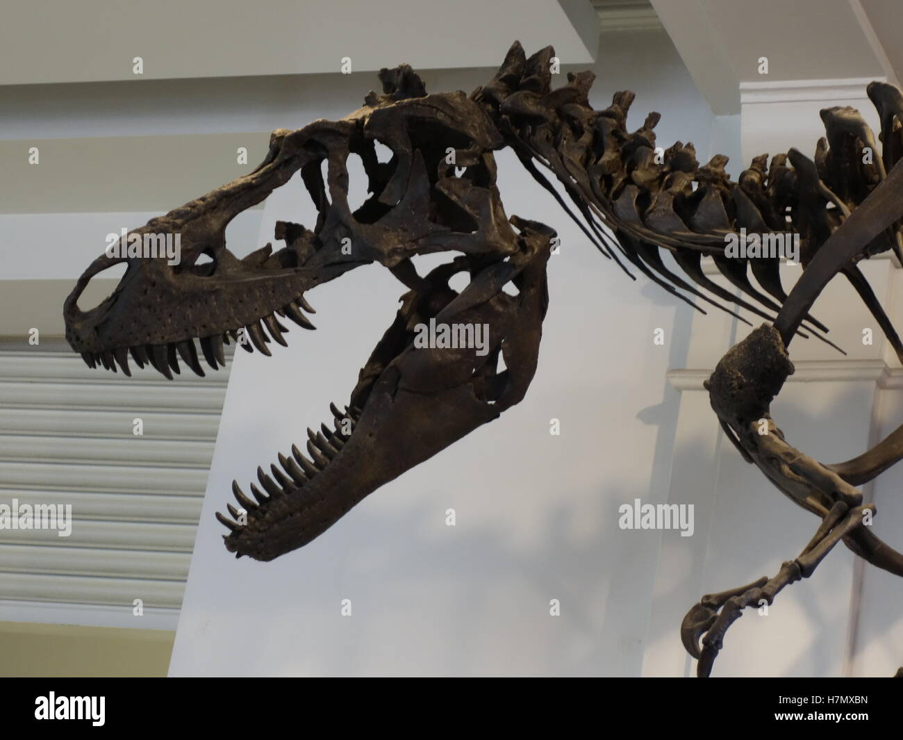 Tyrannosaurus Rex Dinosaurier-Skelett in Manchester City Museum Stockfoto
