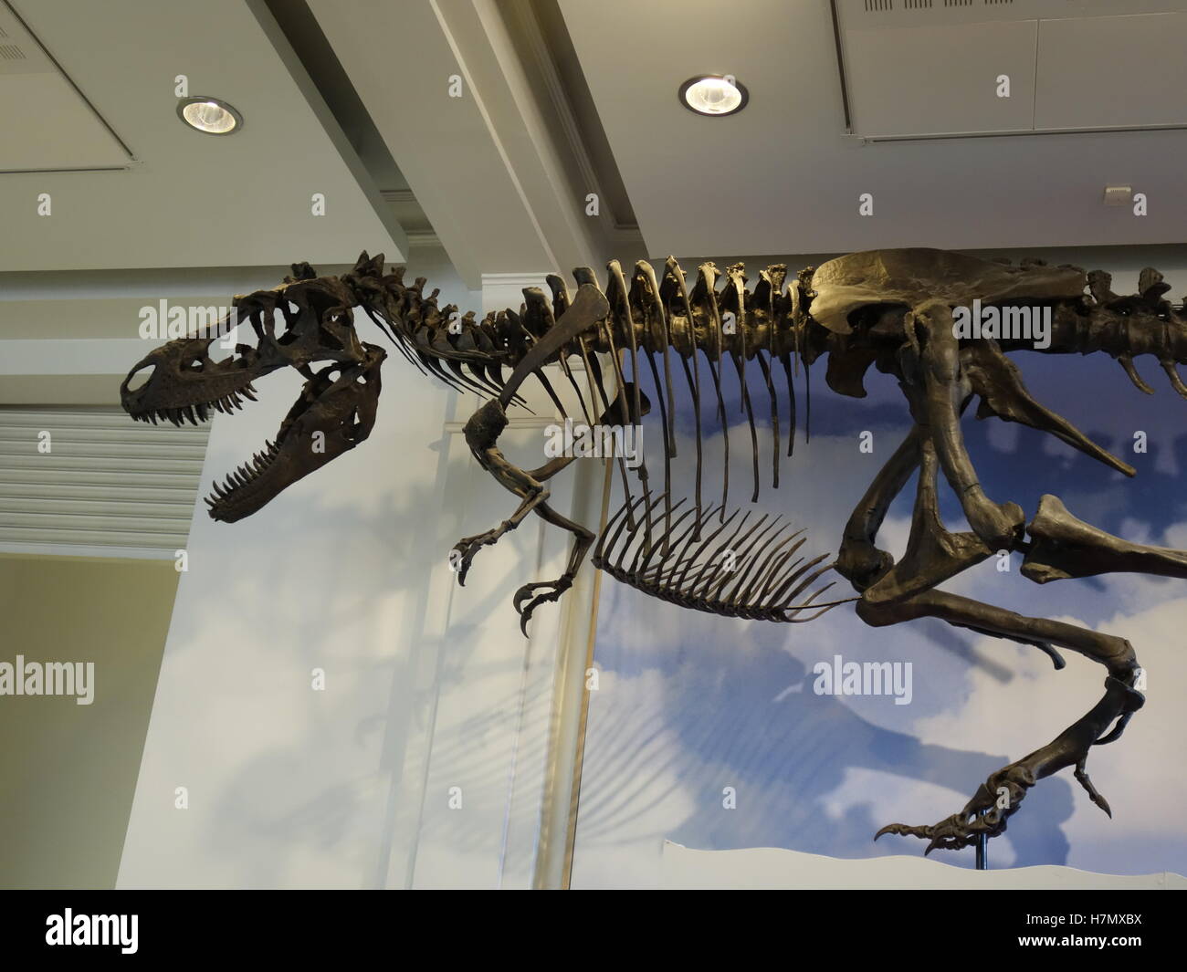 Tyrannosaurus Rex Dinosaurier-Skelett in Manchester City Museum Stockfoto