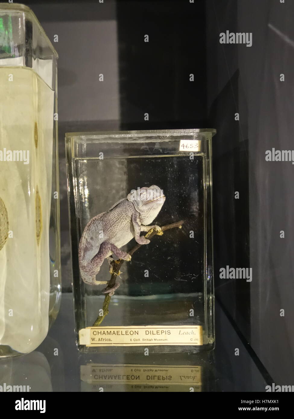 Ein Beispiel für ein Chamäleon in einem museum Stockfoto