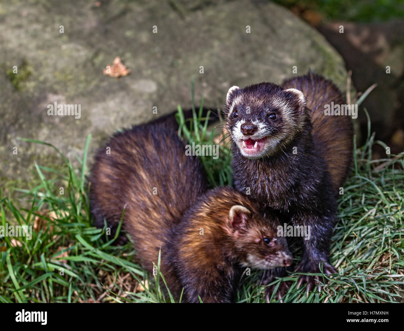 Europäischer Iltis (Mustela Putorius) Stockfoto