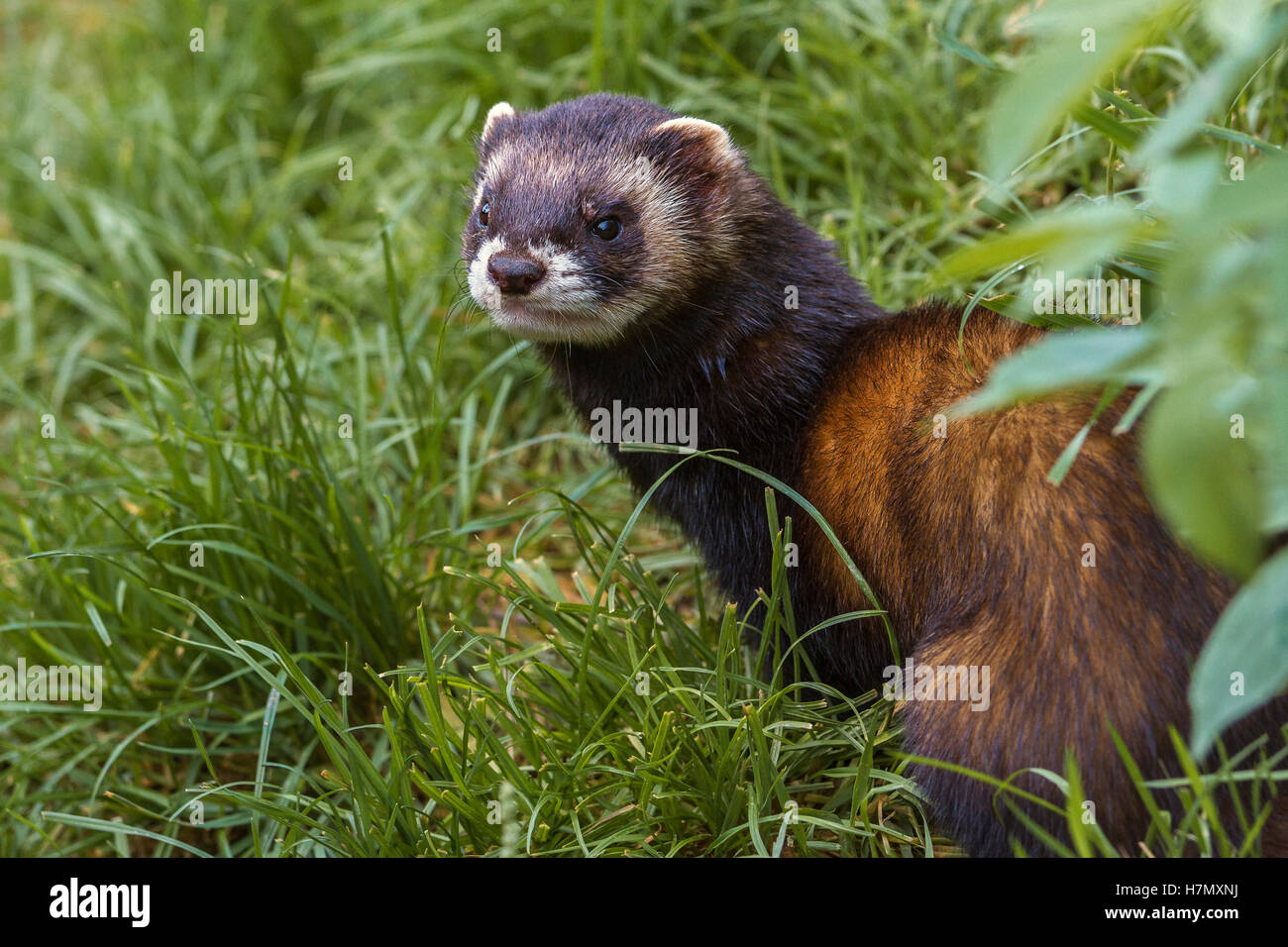 Europäischer Iltis (Mustela Putorius) Stockfoto