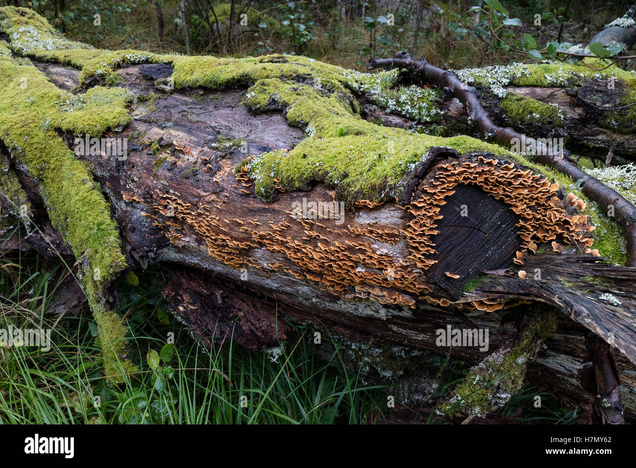 Baumstamm mit grünem Moos und Trametes versicolor im Wald Stockfoto