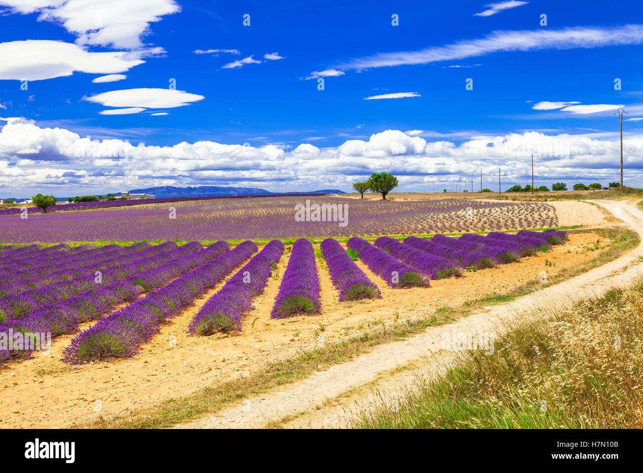 Beeindruckende Landschaft der blühenden Lavendel Felder, Provence, Frankreich. Stockfoto