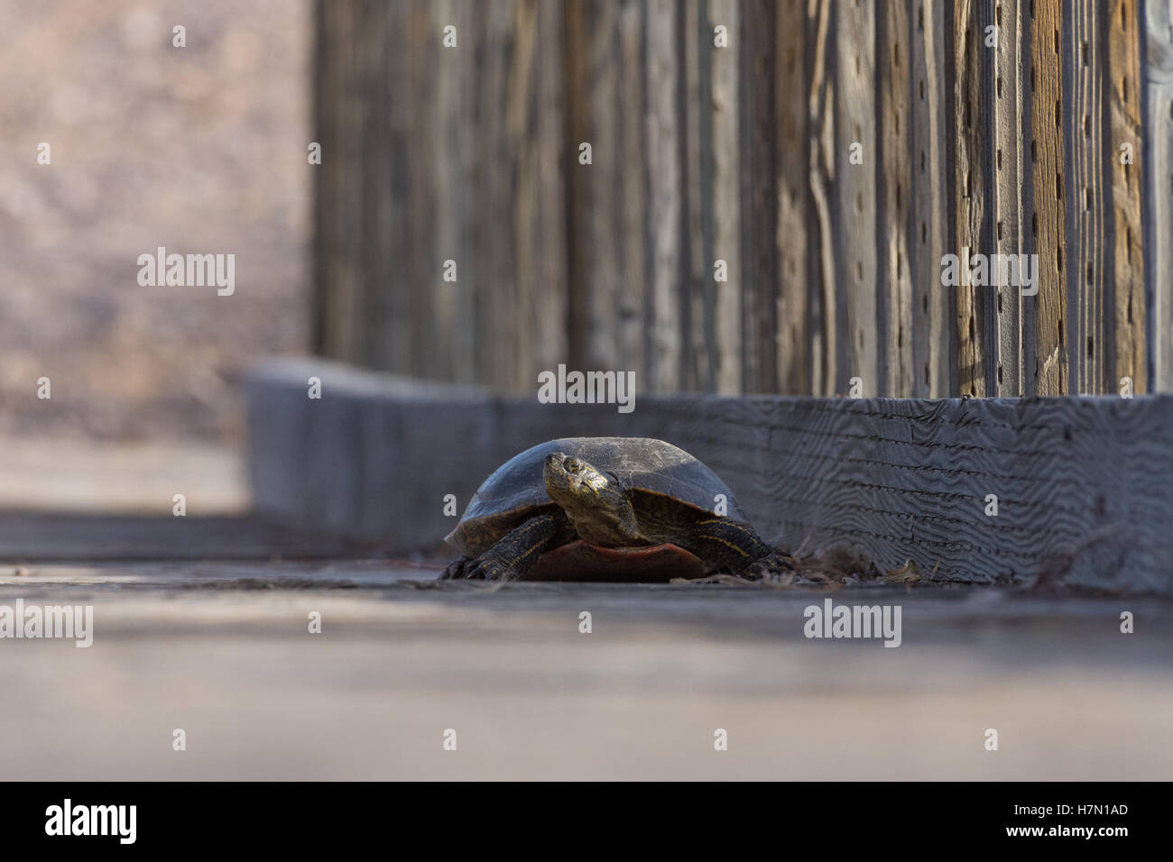 Western bemalt Schildkröte, (Chrysemmys Picta Bellii), Bosque del Apache National Wildlife Refuge, New Mexico, USA. Stockfoto