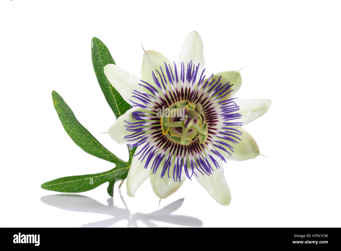 weiß blau Leidenschaft Blume Passiflora caerulea Stockfoto