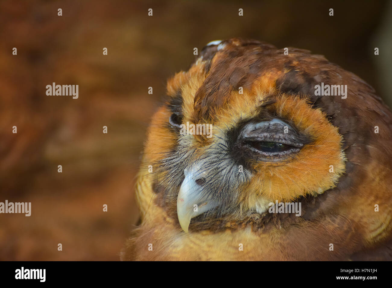 Innenansicht des Vogelpark Kuala Lumpur, Malaysia Stockfoto