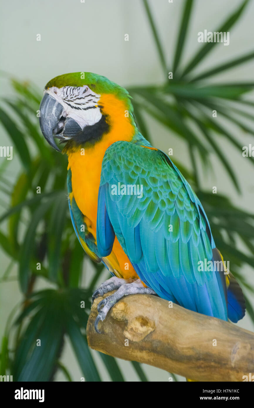 Innenansicht des Vogelpark Kuala Lumpur, Malaysia Stockfoto