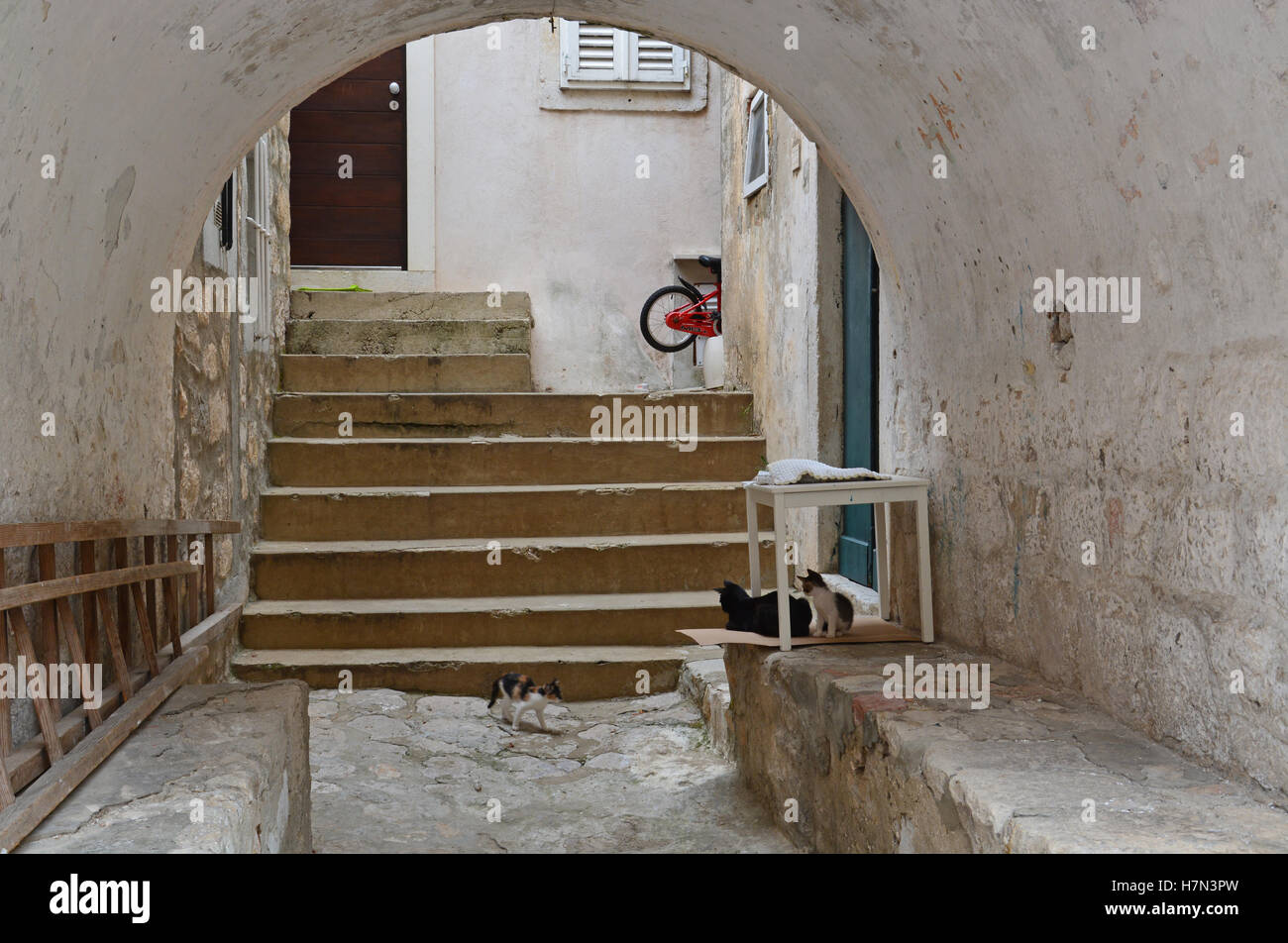 Katzen sind in Kroatien sehr beliebt und häufig durchstreifen die Straßen von Dubrovnik. Stockfoto