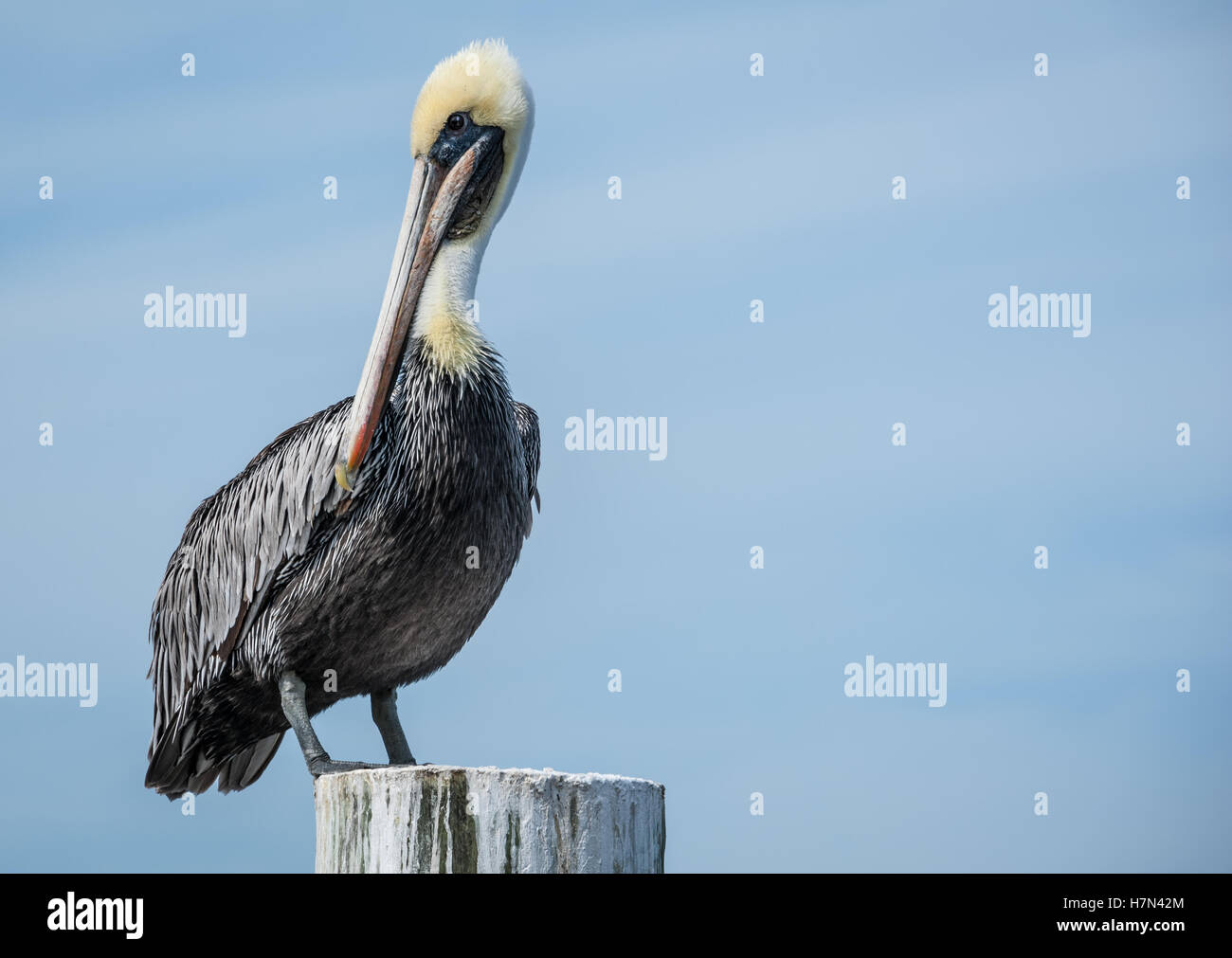 Braune Pelikan thront auf einem Dock nahe dem Ozean in Jacksonville, Florida, USA häufen. Stockfoto