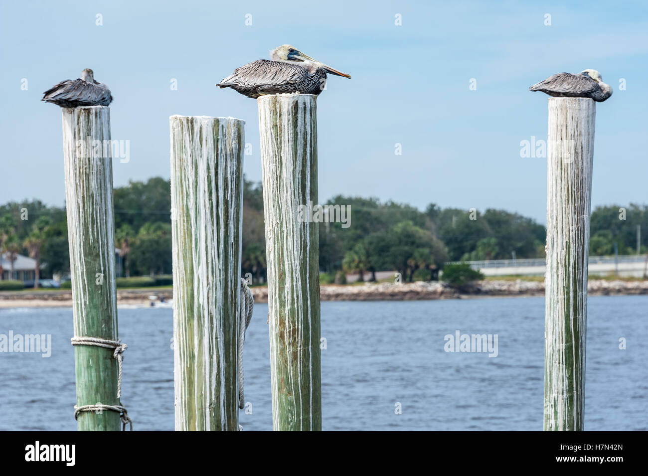 Braune Pelikane, die hoch oben auf dock Pilings in Mayport in Jacksonville, Florida, USA. Stockfoto