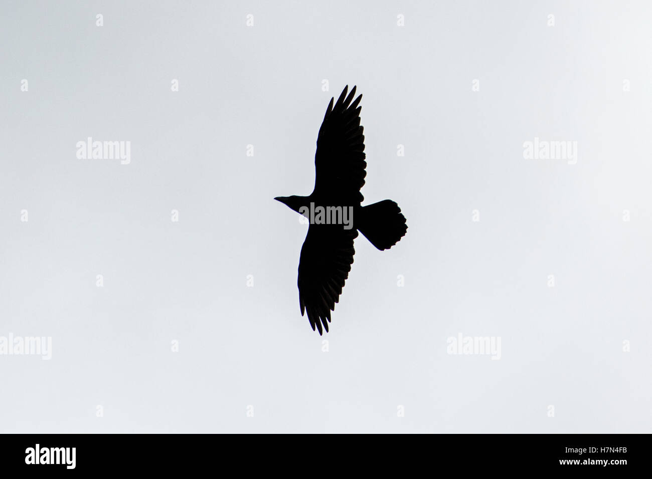 Raven (Corvus Corax) in der Silhouette vor einem weißen Himmel, Shetland Stockfoto