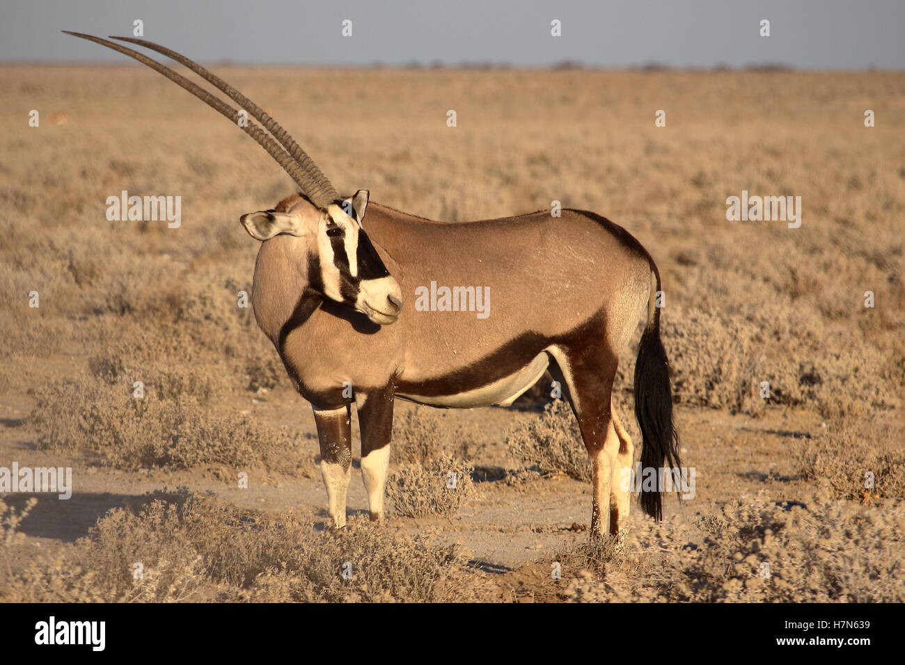 Oryx-Antilopen im Etosha Nationalpark, Namibia Stockfoto