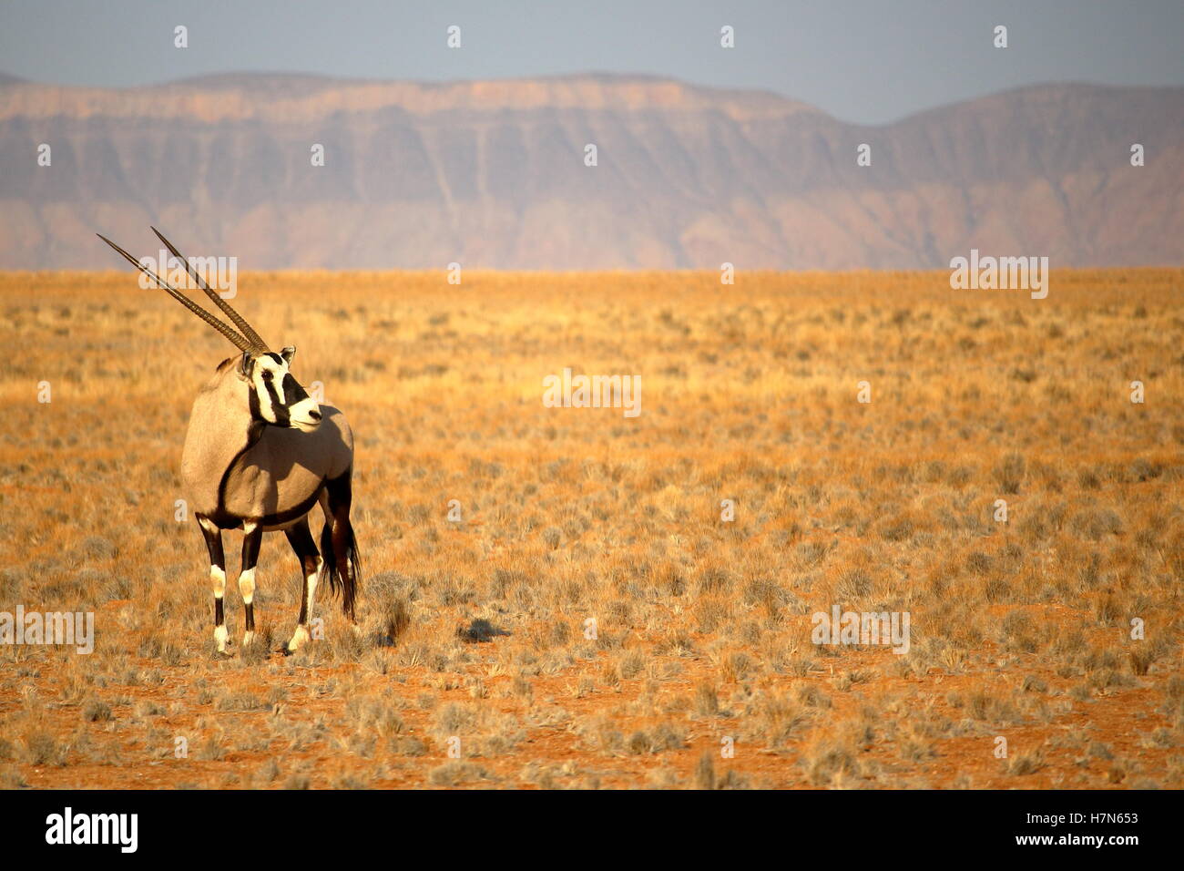 Oryx-Antilopen im Etosha Nationalpark, Namibia Stockfoto