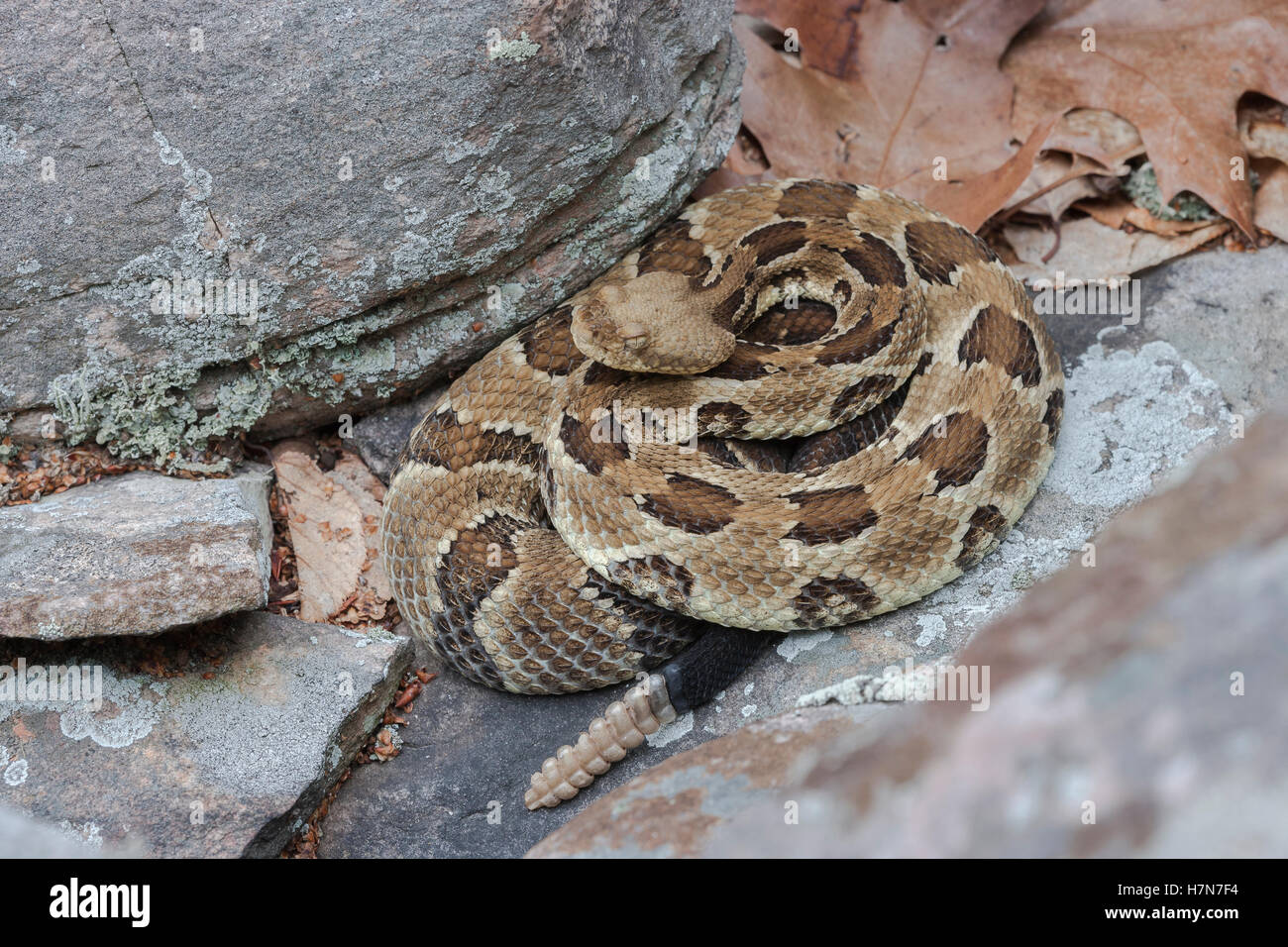 Holz-Klapperschlange (Crotalus Horridus) dieser Arten bedroht oder gefährdet in einem Großteil seiner Palette. Stockfoto
