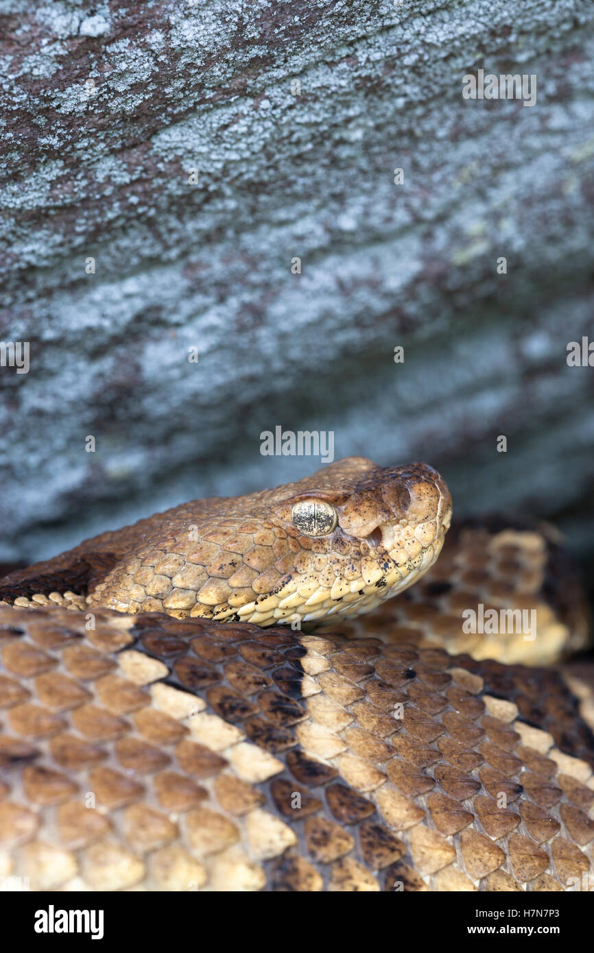 Holz-Klapperschlange (Crotalus Horridus) dieser Arten bedroht oder gefährdet in einem Großteil seiner Palette. Stockfoto
