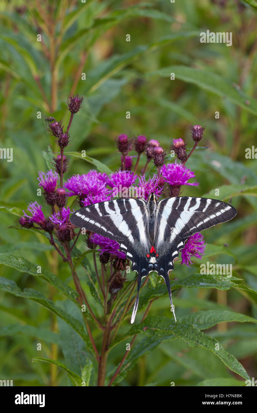 Zebra Schwalbenschwanz (Protographium Marcellus) Erwachsene Nectaring auf New York Wolfsmilch (Vernonia Noveboracensis). Stockfoto