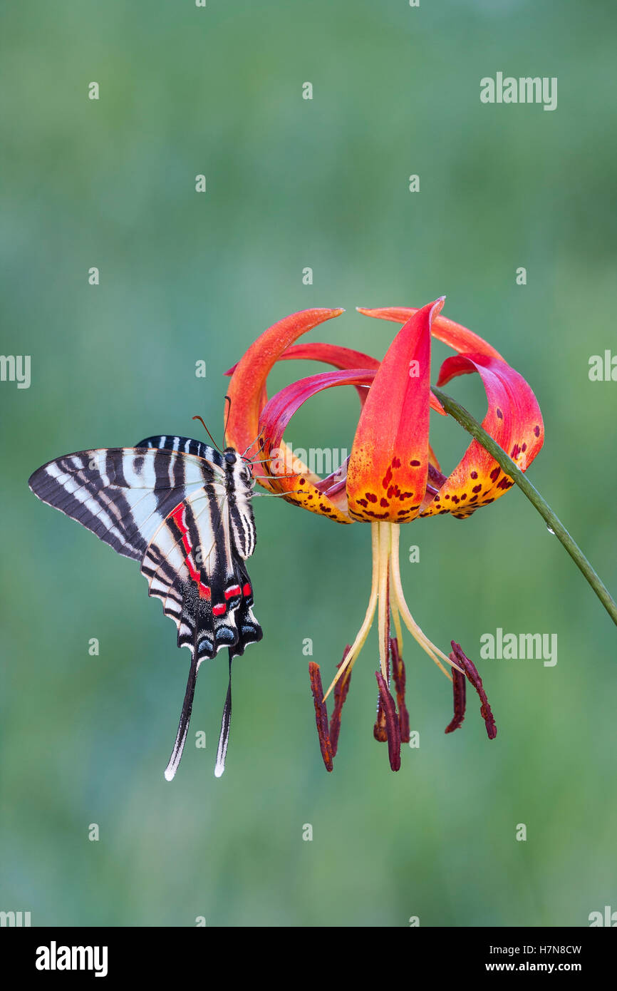 Zebra Schwalbenschwanz (Protographium Marcellus) Erwachsenen aussteigen auf Turk Kappe Lilie (Lilium Superbum) Blüte. Stockfoto