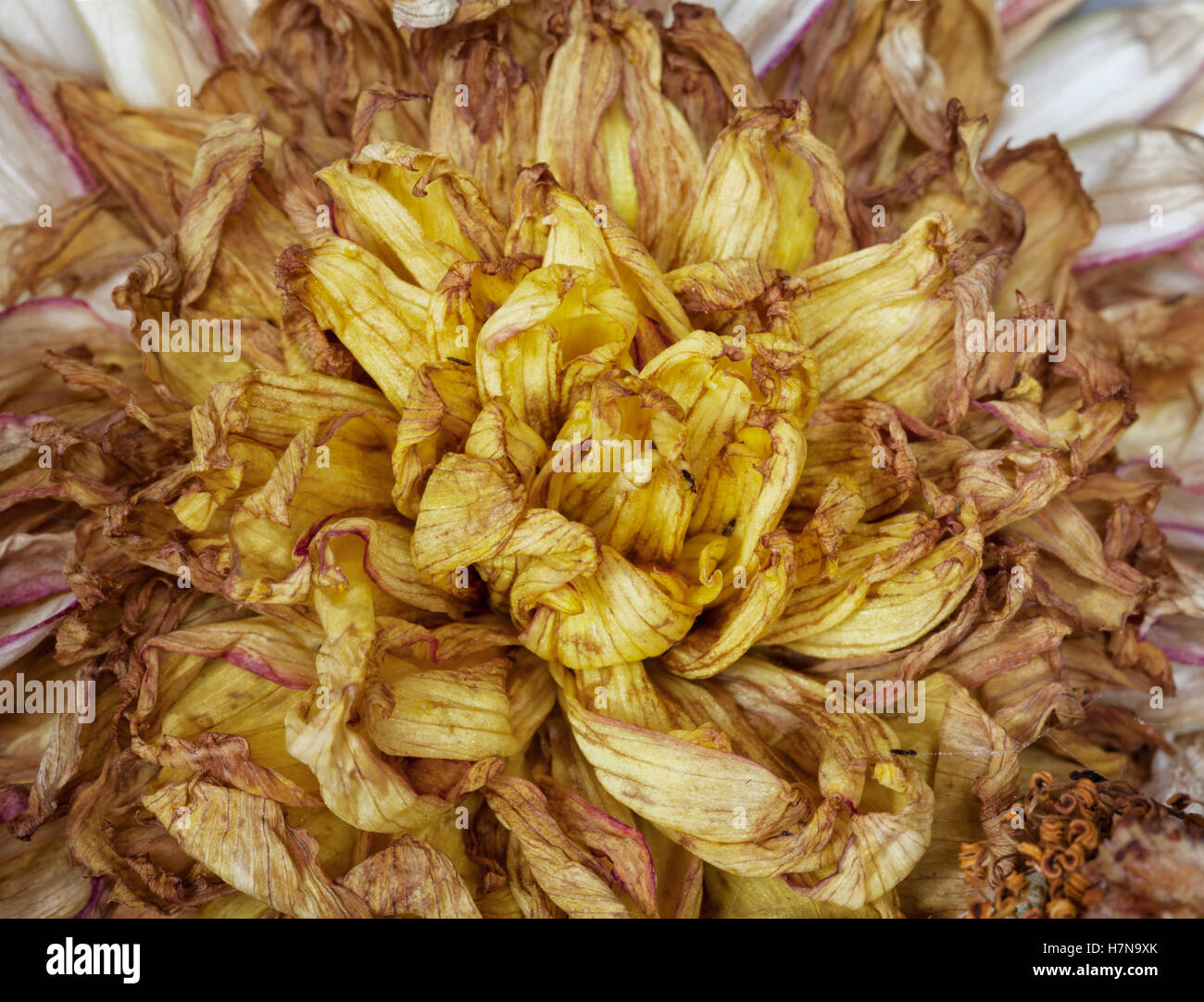 Alten Tote Blumen Nahaufnahme Makro Stockfoto